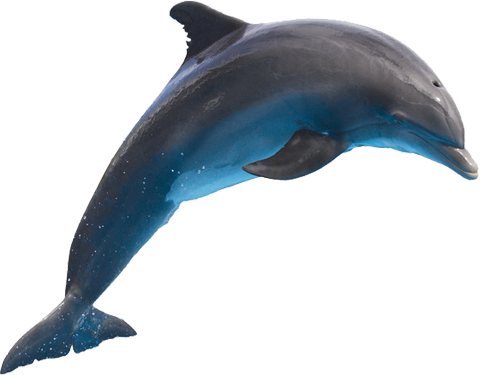 Florida - Dolphin