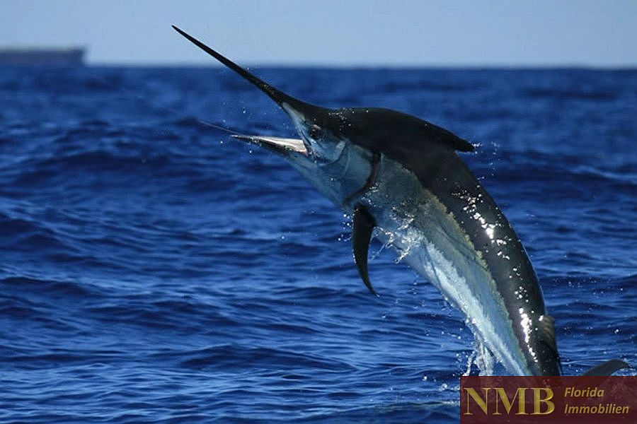 Fischen in Florida Marlin